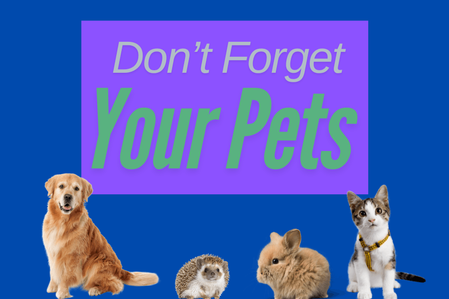 don't forget your pets with pics of animals