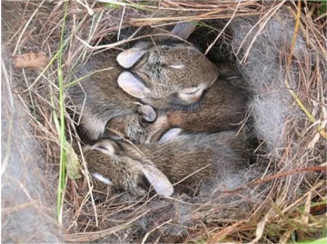 baby bunny nest